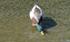 川の水を飲むカモさん