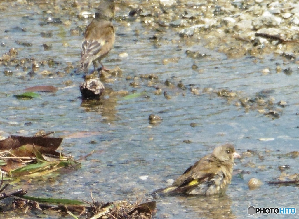 ヒワの水浴び②