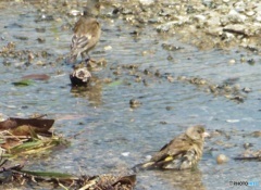 ヒワの水浴び②
