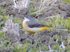 キセキレイとお腹　②