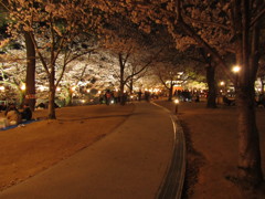 夜桜　②