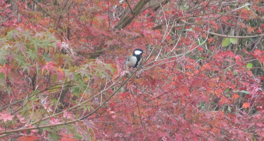 紅葉とシジュウカラ