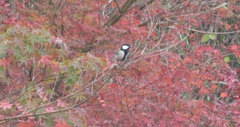 紅葉とシジュウカラ
