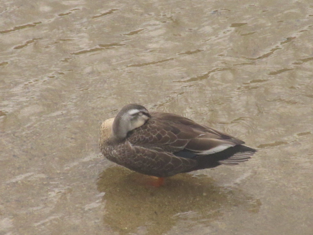 妙な格好をするカモ