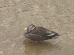 妙な格好をするカモ