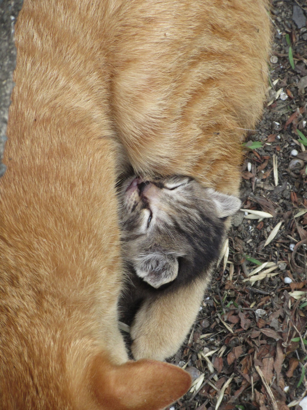 親猫と子猫⑨