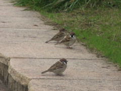 ３匹のスズメ