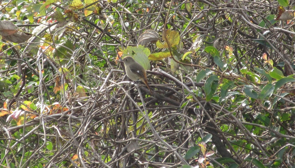 枝の上にとまるジョウビタキ