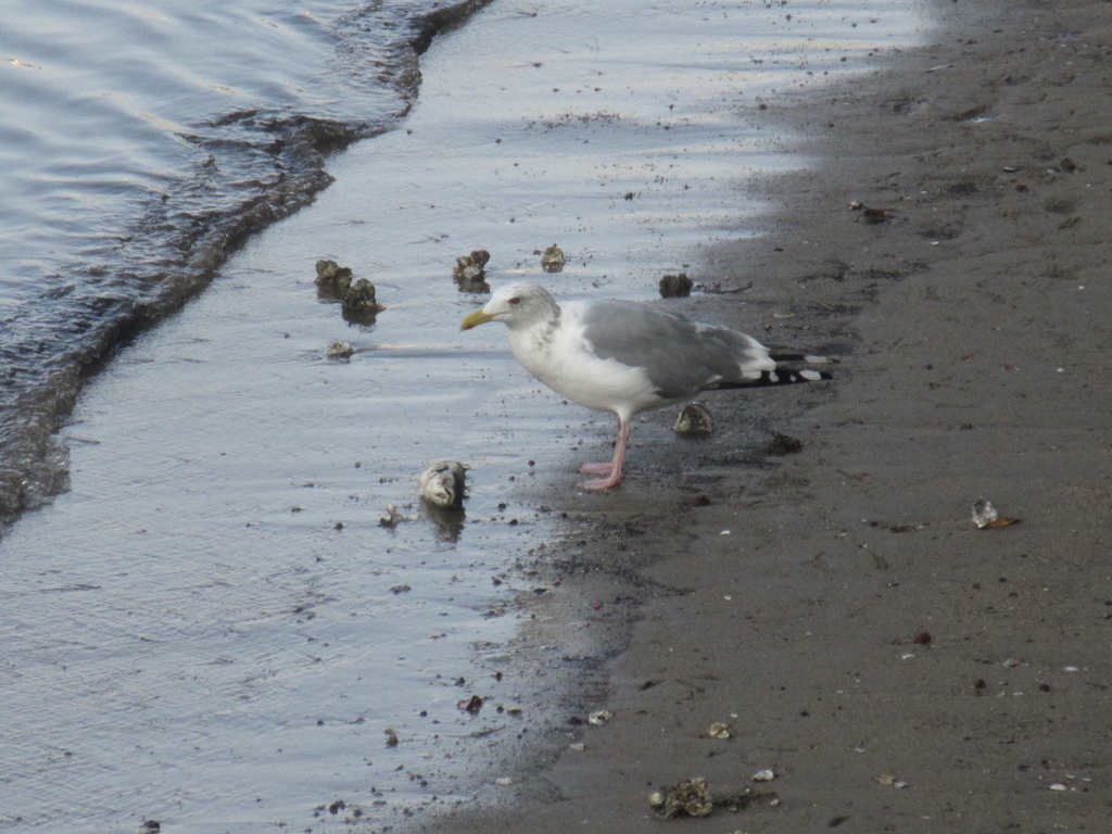 魚の死骸を突っつく川辺のカモメ①