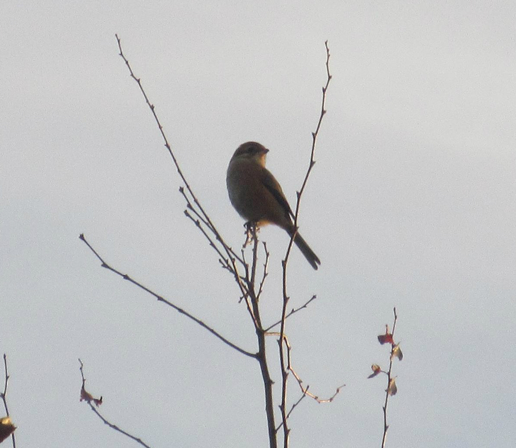 木の上のモズ　２