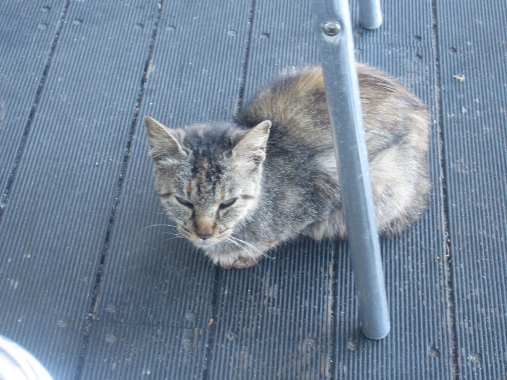 椅子の下にたたずむ猫ちゃん