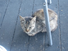 椅子の下にたたずむ猫ちゃん