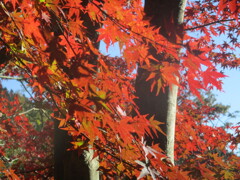 秋の紅葉　③