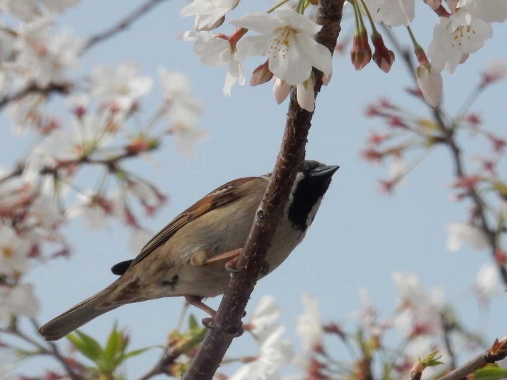 桜をついばむスズメ　⑥