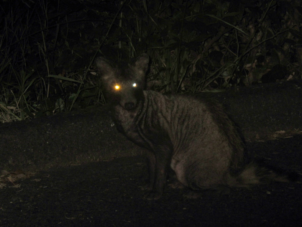 夜の山道にて現れた野性のタヌキ　③