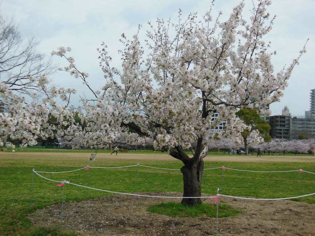 福岡市舞鶴公園の桜　②