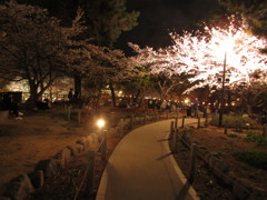 夜桜　⑥