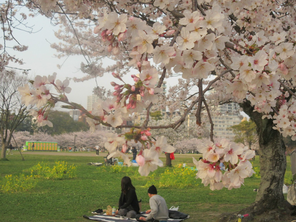 舞鶴公園の花見　⑨