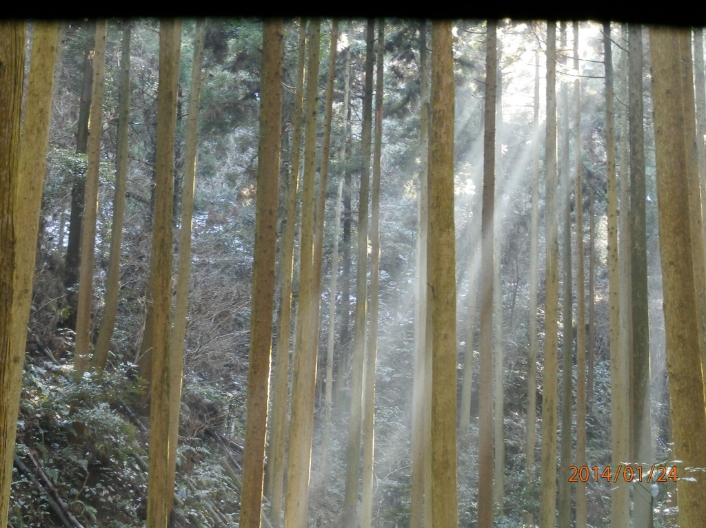 森の中に差し込む光