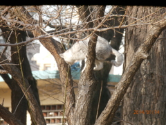 木に登って遊ぶ猫