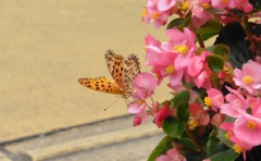 桃色の花にとまる蝶