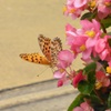 桃色の花にとまる蝶