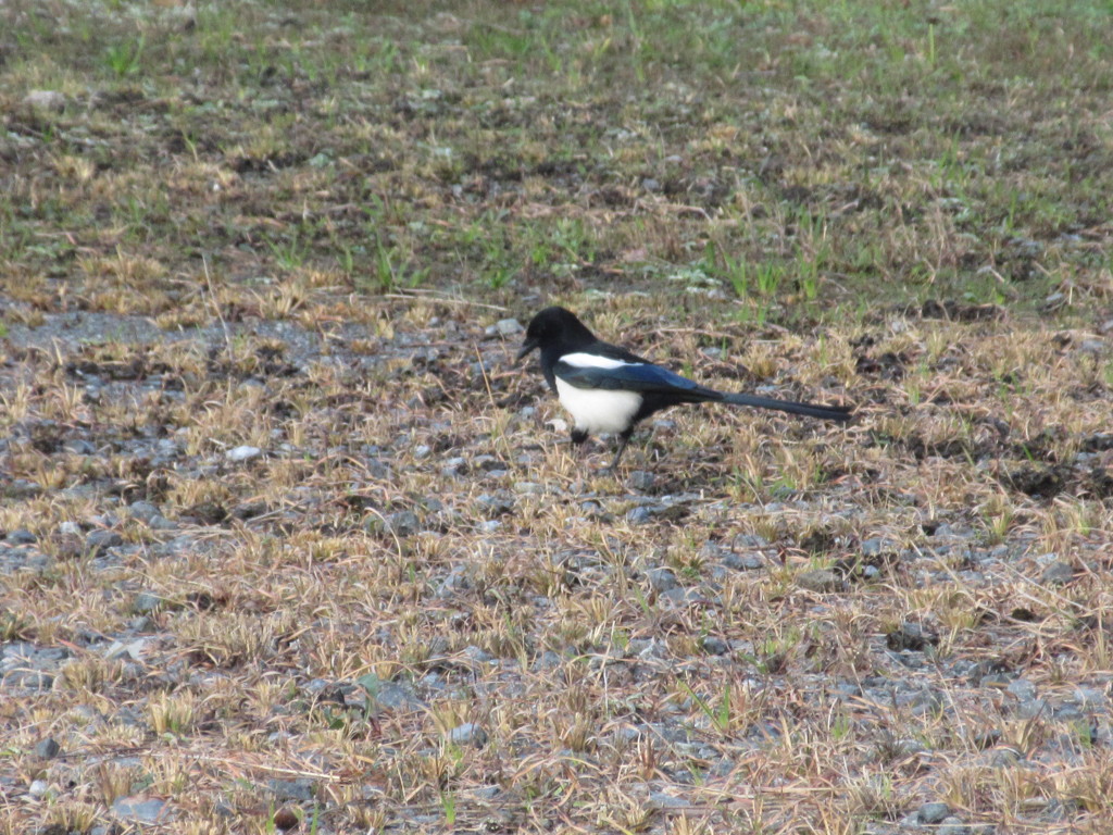 寒い中餌を探しまわるカササギ