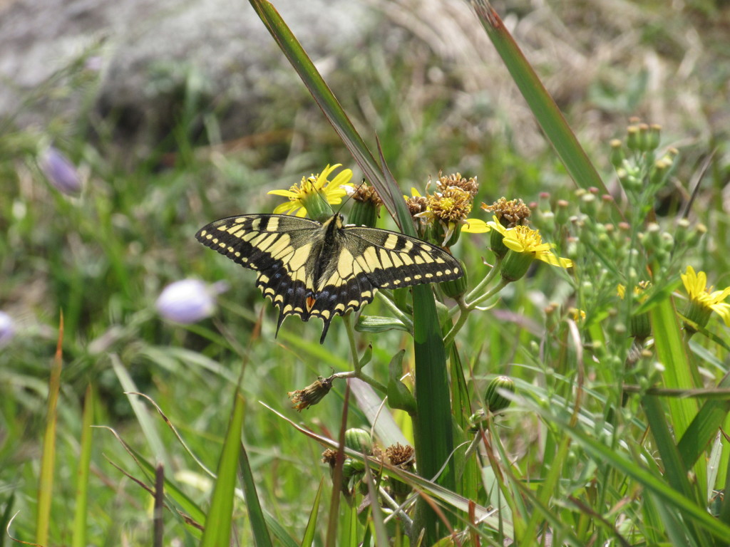 花の上にとまるキアゲハ