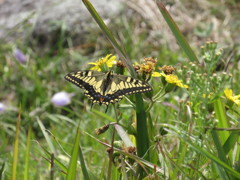 花の上にとまるキアゲハ
