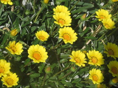 黄色の花々③