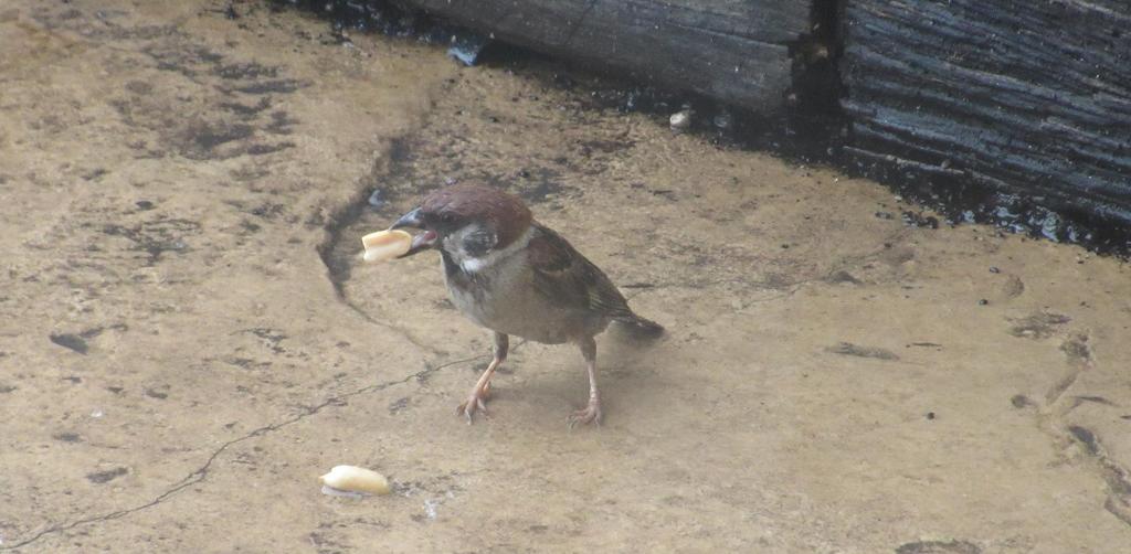 ピーナッツを食べるスズメ④