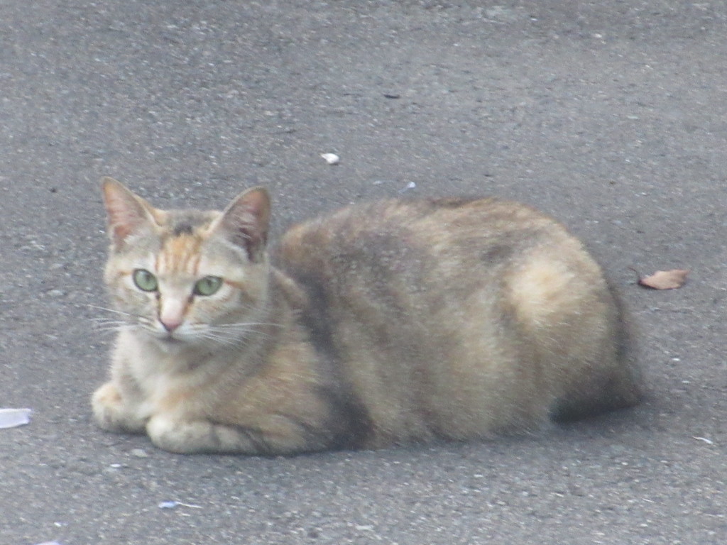 車の前の座り込んでる猫ちゃん