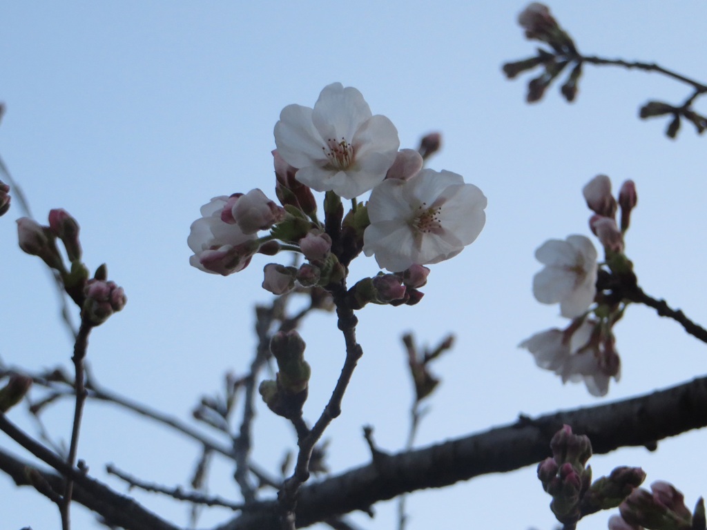 咲き始めた桜