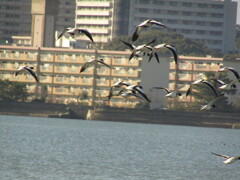 干潟　③
