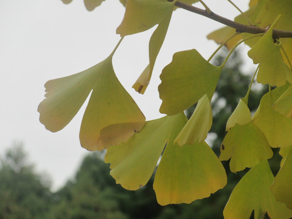 イチョウの季節③