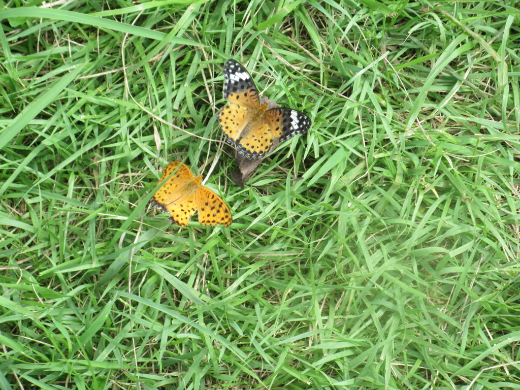 ２匹でじゃれ合う蝶