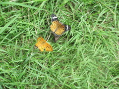 ２匹でじゃれ合う蝶