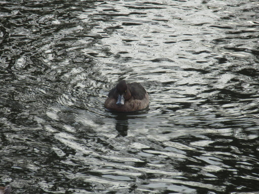 福岡城前の池を泳ぐカモの群れ⑥