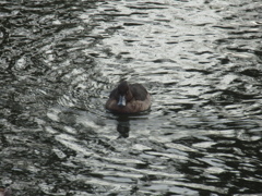 福岡城前の池を泳ぐカモの群れ⑥
