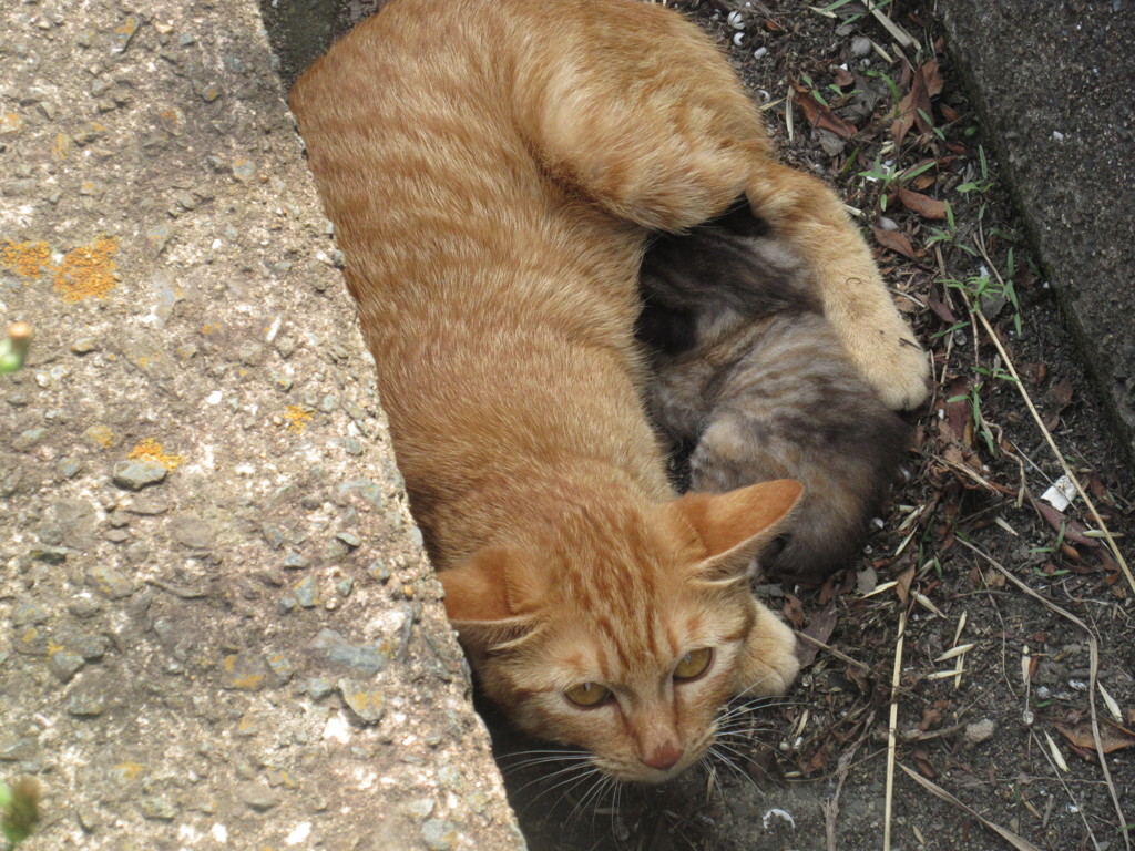 親猫と子猫①