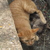 親猫と子猫①