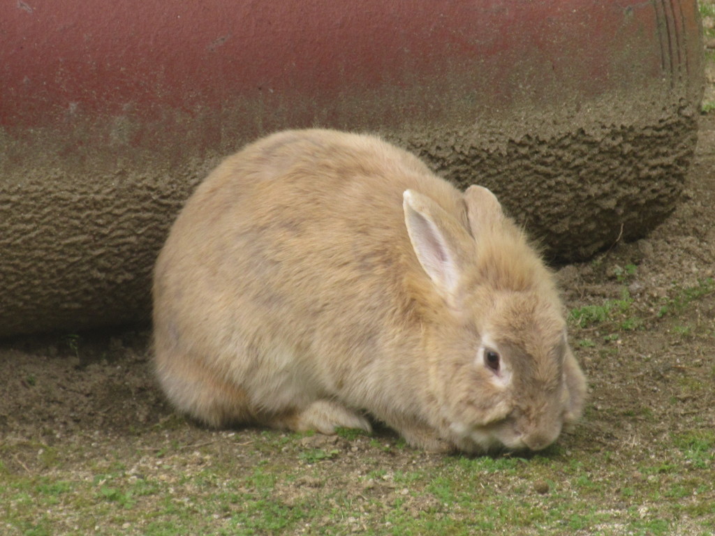 福岡市動物園のうさぎ②