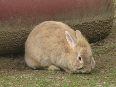 福岡市動物園のうさぎ②