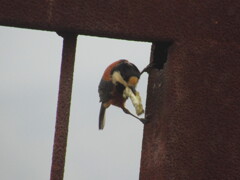 ヤマガラの営巣　①