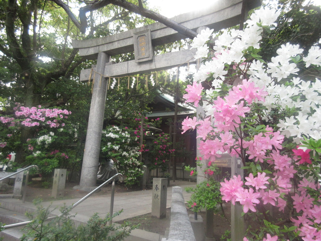 ピンクの花と鳥居