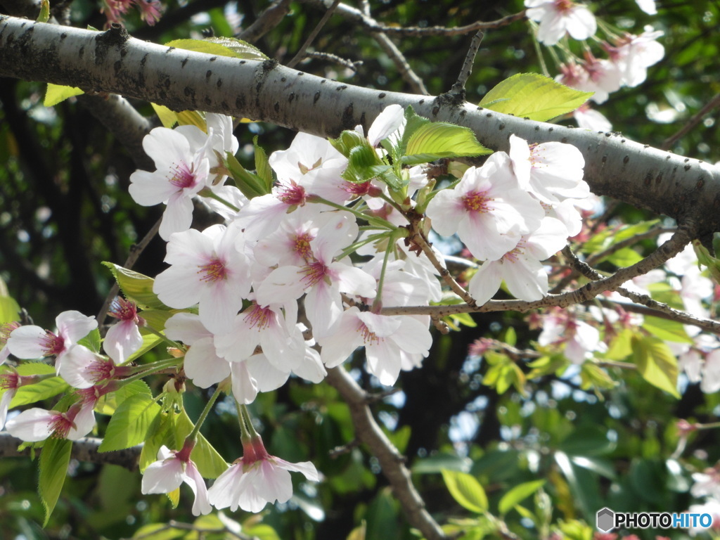 桜散る①