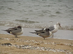 海辺の鳥たち　①