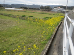 道路沿いの菜の花　②