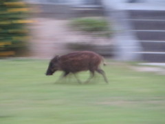 走るウリ坊