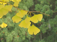 イチョウの季節④